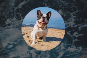 16 个圆圈过渡转场变化效果预设 AE用