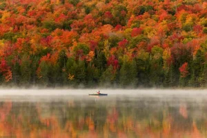 秋天树叶摄影最合适的佳能镜头和拍摄技法