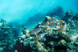 七个水下摄影的技巧